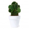 Kit maceta con semillas de cactus personalizado